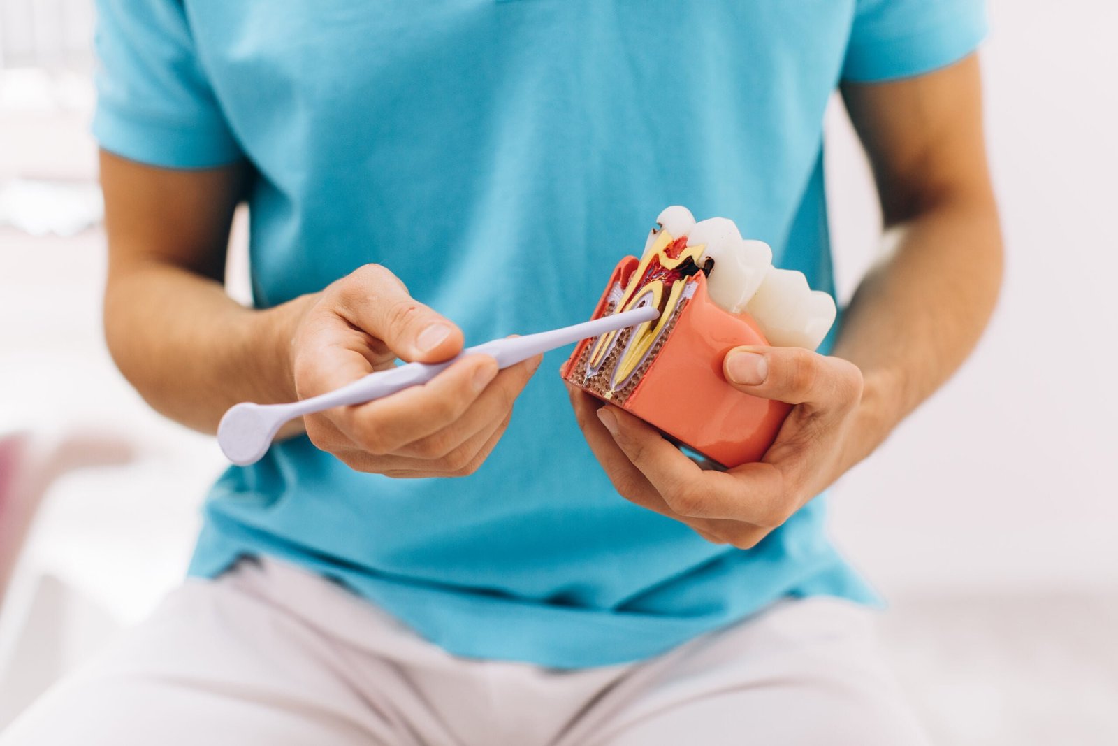 The dentist shows the root of the tooth on the model