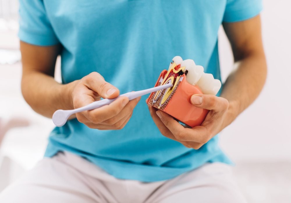 The dentist shows the root of the tooth on the model